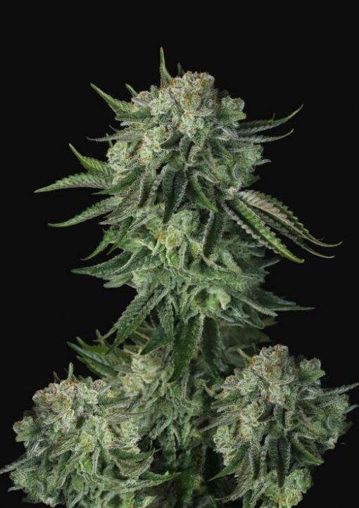 Moby Dick Auto - Semi Autofiorenti