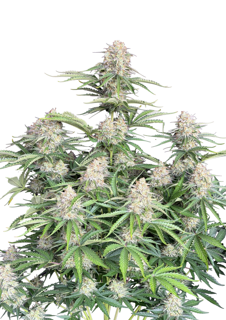 Moby Dick Auto - Semi Autofiorenti