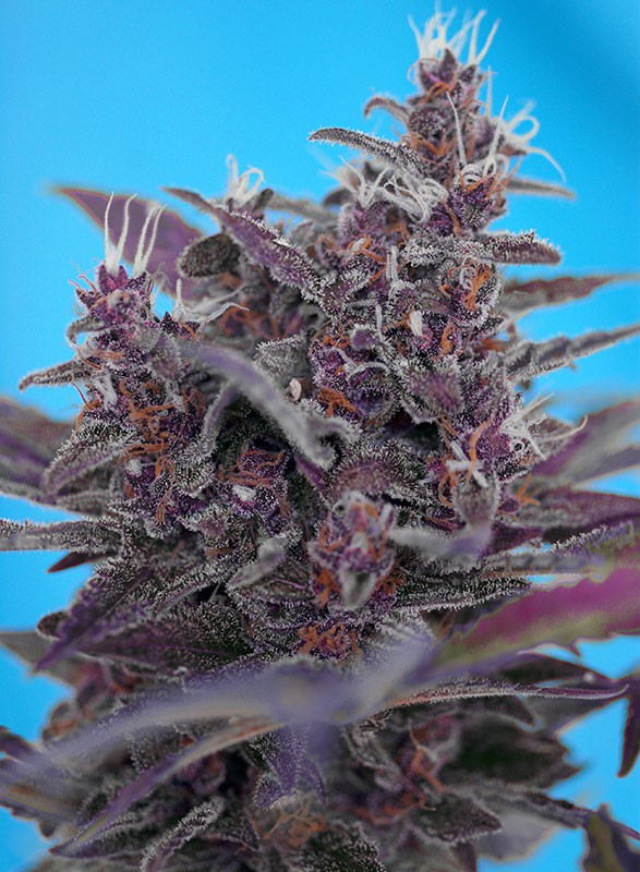 Black Cream Auto - Semi Autofiorenti