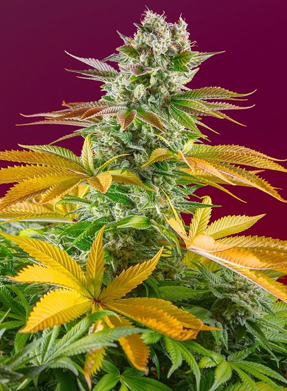 Gorilla Girl F1 Fast Version - Semi Stagionali Fotoperiodici