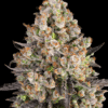 OG Kush - Semi Stagionali Fotoperiodici