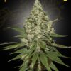 Super Lemon Haze - Semi Stagionali Fotoperiodici