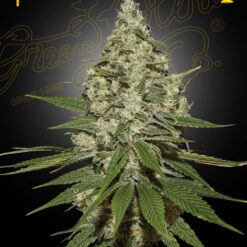 Super Lemon Haze - Semi Stagionali Fotoperiodici