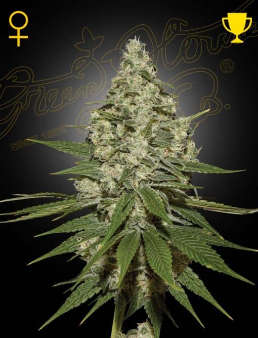 Super Lemon Haze - Semi Stagionali Fotoperiodici