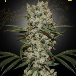 Super Silver Haze - Semi Stagionali Fotoperiodici