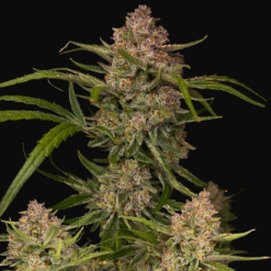 Guava Auto - Semi Autofiorenti