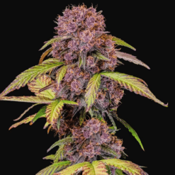 Lemon Cherry Cookies Auto - Semi Autofiorenti
