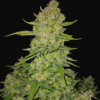 Papaya Cookies Auto - Semi Autofiorenti