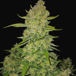 Papaya Cookies Auto - Semi Autofiorenti