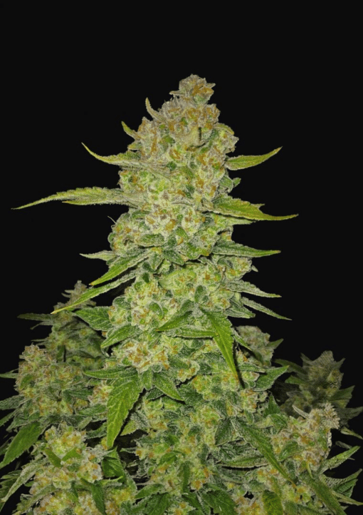 Papaya Cookies Auto - Semi Autofiorenti