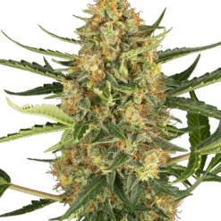Blueberry Bubblegum Auto - Semi Autofiorenti