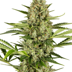 Jack Herer Auto - Semi Autofiorenti