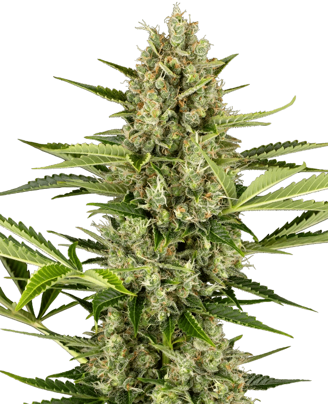 Jack Herer Auto - Semi Autofiorenti