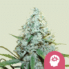 AMG – Amnesia Mac Ganja - Semi Stagionali Fotoperiodici