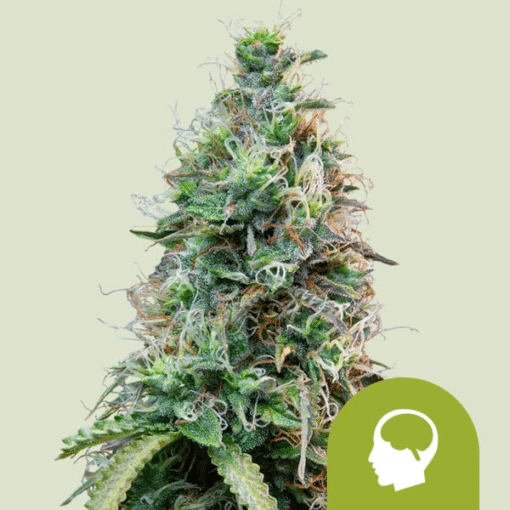 Amnesia Haze Auto - Semi Autofiorenti