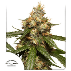 Auto THC-Victory - Semi Autofiorenti