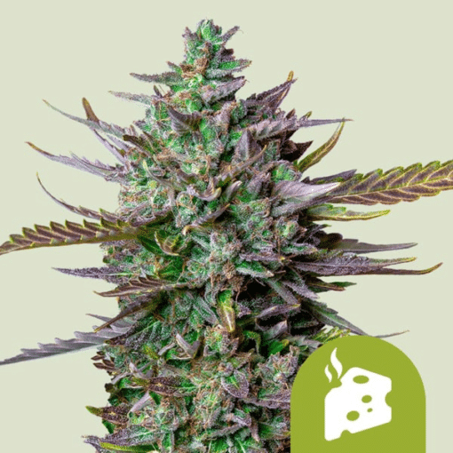 Blue Cheese Auto - Semi Autofiorenti