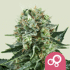 Bubble Kush - Semi Stagionali Fotoperiodici