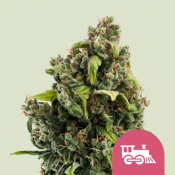 Candy Kush Express (Fast Flowering) - Semi Stagionali Fotoperiodici