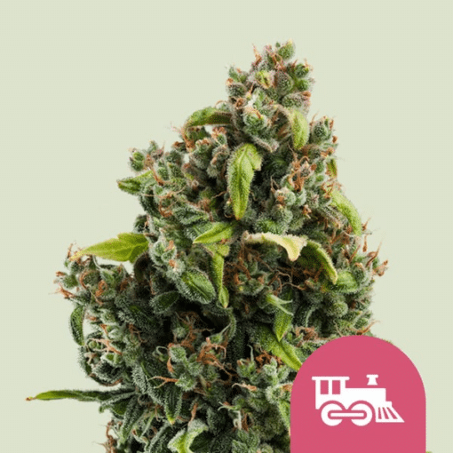 Candy Kush Express (Fast Flowering) - Semi Stagionali Fotoperiodici