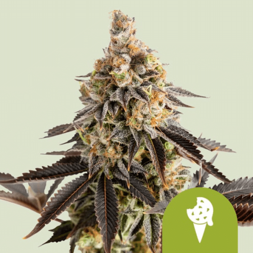 Cookies Gelato Auto - Semi Autofiorenti