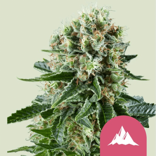 Critical Kush - Semi Stagionali Fotoperiodici