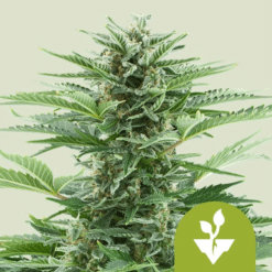 Easy Bud Auto - Semi Autofiorenti