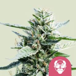 Granddaddy Purple - Semi Stagionali Fotoperiodici