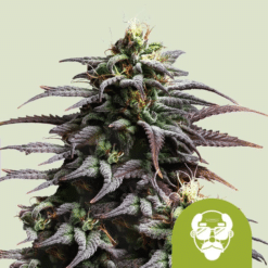 Granddaddy Purple Auto - Semi Autofiorenti