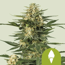 Green Gelato Auto - Semi Autofiorenti