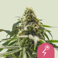 Green Crack Punch - Semi Stagionali Fotoperiodici