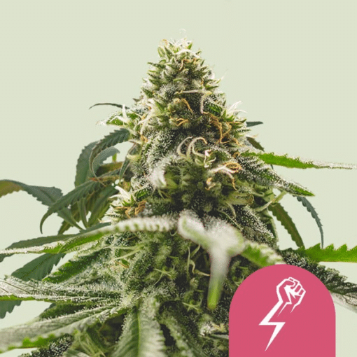 Green Crack Punch - Semi Stagionali Fotoperiodici