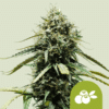 Haze Berry Auto - Semi Autofiorenti