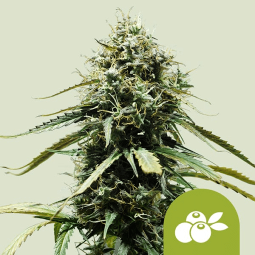Haze Berry Auto - Semi Autofiorenti