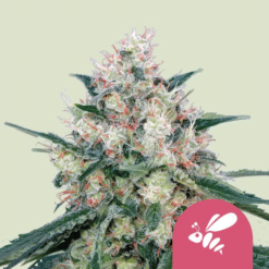 Honey Cream (Fast Flowering) - Semi Stagionali Fotoperiodici