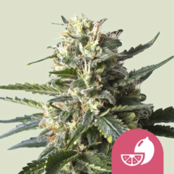 Lemon Shining Silver Haze - Semi Stagionali Fotoperiodici
