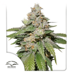 Auto Mokum's Tulip - Semi Autofiorenti