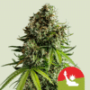 NYC Sour D Auto - Semi Autofiorenti