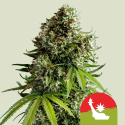 NYC Sour D Auto - Semi Autofiorenti