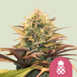 Pineapple Kush - Semi Stagionali Fotoperiodici