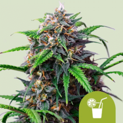 Purple Lemonade Auto - Semi Autofiorenti