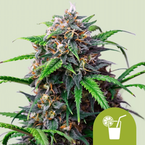 Purple Lemonade Auto - Semi Autofiorenti