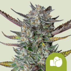 Purple Punch Auto - Semi Autofiorenti