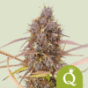 Purple Queen Auto - Semi Autofiorenti
