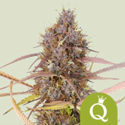 Purple Queen Auto - Semi Autofiorenti