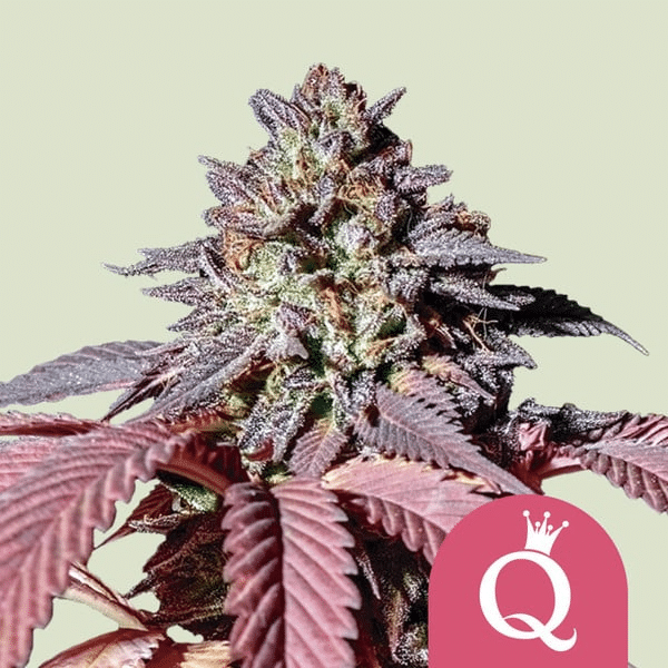 Purple Queen - Semi Stagionali Fotoperiodici