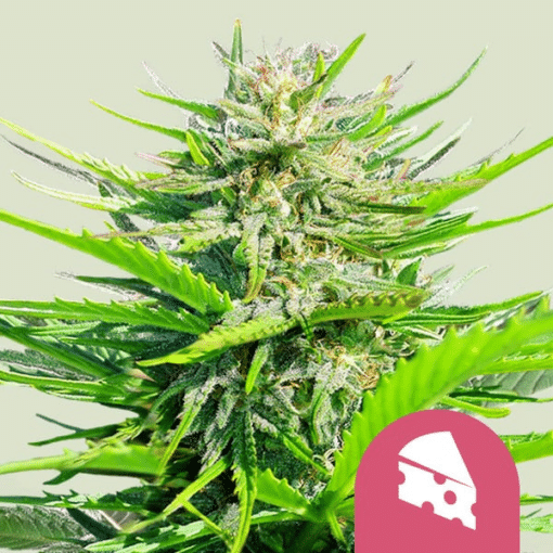 Royal Cheese (Fast Flowering) - Semi Stagionali Fotoperiodici