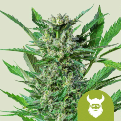 Royal Dwarf Auto - Semi Autofiorenti