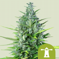 Royal Haze Auto - Semi Autofiorenti