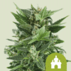 Royal Kush Auto - Semi Autofiorenti